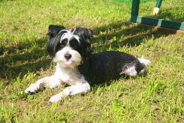 Fototapeta premium black and white dog