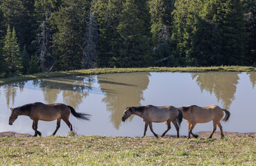 Wild Horses in the Pryor Mountains Montana in Summer
