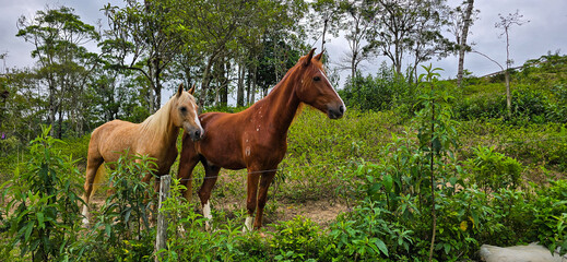 Cavalos na natureza © Alessandro Grassmann