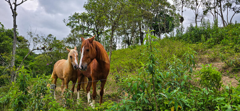 Casal de cavalo e &eacute;gua