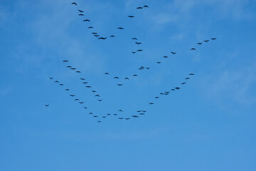 Dancers of the Sky – A symphony of birds in perfect unison, painting freedom against an endless blue