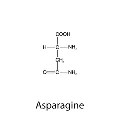 Chemical formula of asparagine. Essential amino acids. Organic chemistry. Vector.