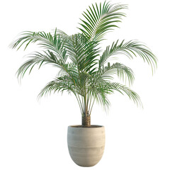 Obraz premium Indoor Palm Tree in a Pot