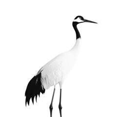 Obraz premium Elegant Crane in Serene Pose