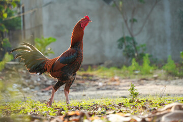 Free-range rooster chicken. Concept for organic farm.