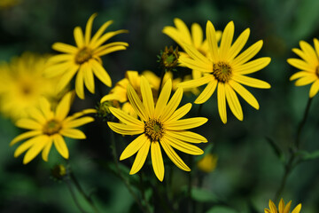 Artichoke flowers