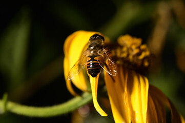 Bee on artichoke flower