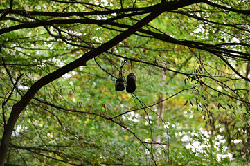 Shoes up a tree