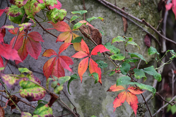 Red, orange and green leaves