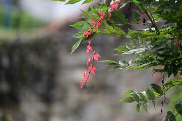 Red leaved vine in a green bush