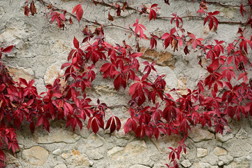 Red leaved vine on white wall