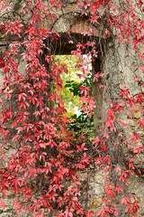 Old window covered by red leaved vines