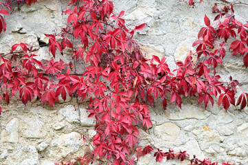 Red leaved vine on white wall