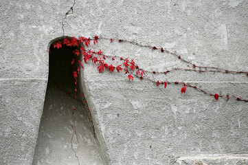 Red leaved vine on white wall