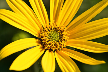 Closeup of artichoke flower