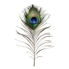 Obraz premium Peacock Feather Beauty