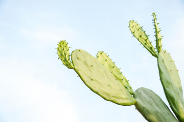 Wild Opuntia cochenillifera cactus flowers with blue sky background