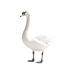 Fototapeta premium Majestic Swan in Elegant Pose