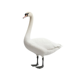 Fototapeta premium Graceful Swan in Tranquil Pose