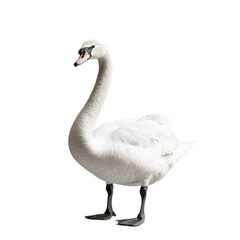 Fototapeta premium Graceful Swan in Tranquil Pose