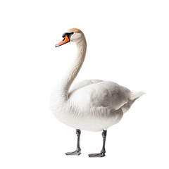 Fototapeta premium Graceful Swan in Elegant Display