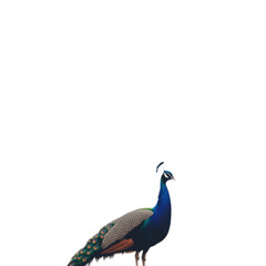 Elegant Peacock in Vibrant Display