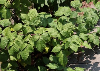 close up of a green wild raspberry bush
