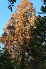 Fototapeta premium landscape with seasonal colorful foliage