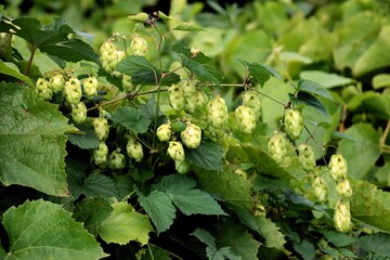 Cumulus lupulus - hop green cones close up