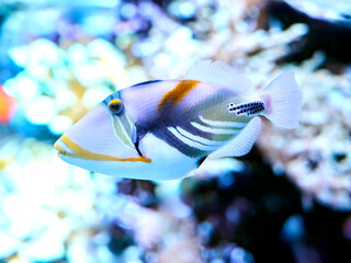 Lagoon triggerfish (Rhinecanthus aculeatus)