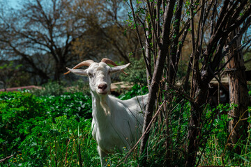 Obraz premium happy goat with long ears, in the farm in spring, rural peaceful countryside