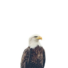 Fototapeta premium Majestic Bald Eagle in Noble Stance