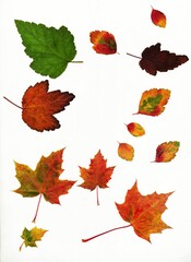 compositions of colorful autumnal leaves isolation