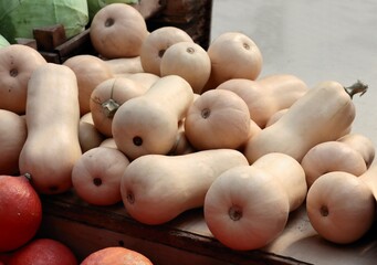 various,colorful pumpkins as wholesome,tasty vegetable at autumn