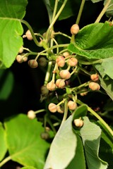 Actinidia chinensis bush with green foliage and yellow flowers