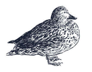 Sketch of one wild duck, profile view, realistic hand drawn vector illustration