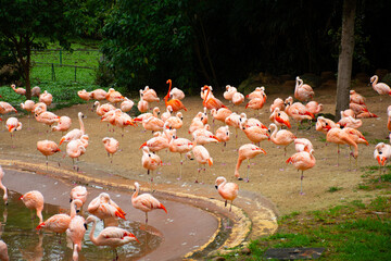 Naklejka premium flock of flamingos birds walking in nature on green lake in zoo