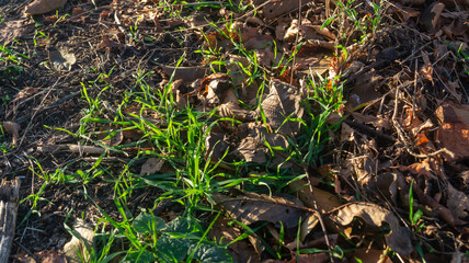 Fallen dry leaves on the ground with green grass under sunlight