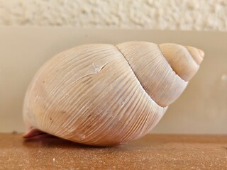 Snail ornament