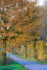 Herbstliche Strassen im Münstrerland