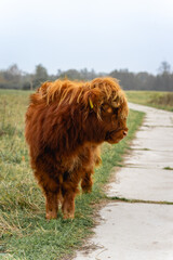 Fototapeta premium Portait of a highlander cow, in the National Park Lentevreugd in Wassenaar, The Netherlands.