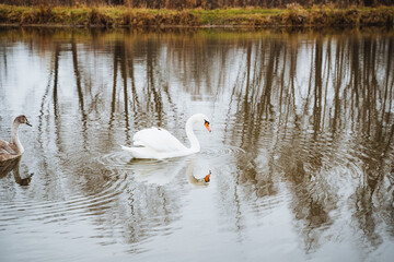 Two beautiful and elegant white swans glide and swim gracefully across a serene and peaceful lake, which is surrounded by lush greenery and stunning tranquil natural landscapes