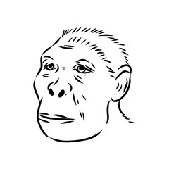 Australopithecus, vector sketchl. Graphic sketch. Vector
