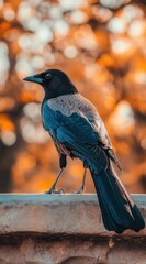 A crow perched on a ledge with a blurred autumn background.