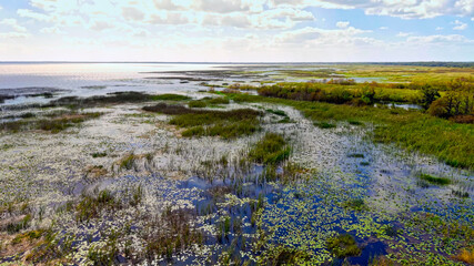 Florida grasslands and Everglades lush swamp ecosystem highlighting its beauty