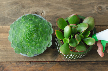 Two succulent plants on a wooden background.