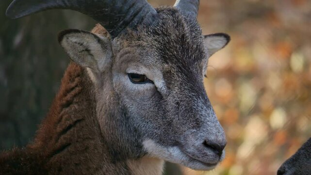 A mountain goat lies on a rock and chews. High quality 4k footage