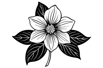 Elegant Line Silhouette Drawing of a Hellebore Flower