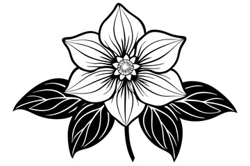 Elegant Line Silhouette Drawing of a Hellebore Flower