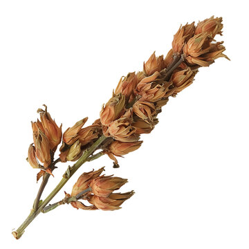 Close view of ceviche papakha porophyllum linaria Mexican herb food ingredient